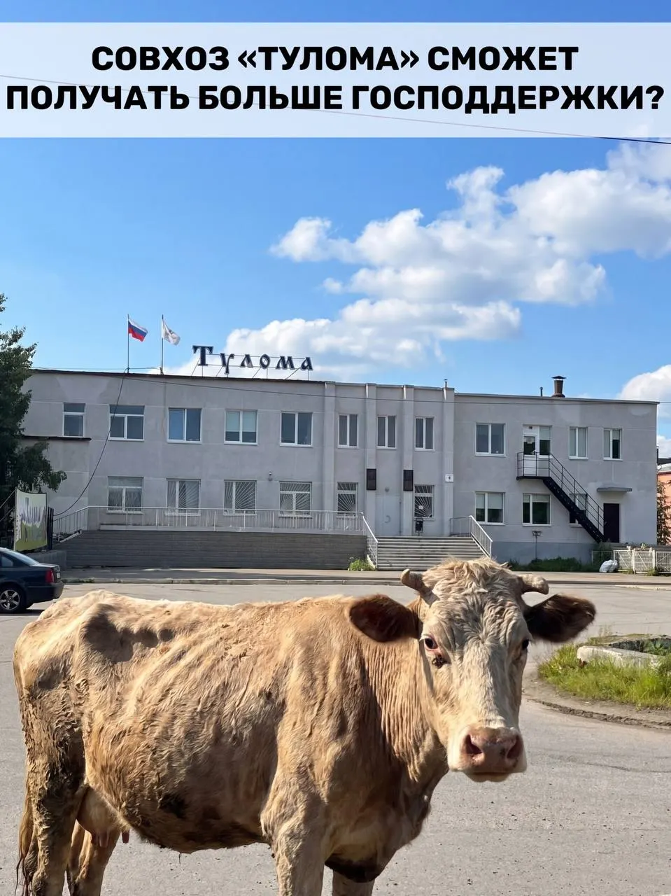 Правила получения государственной поддержки для молочных хозяйств расширили — субсидии теперь доступны также предприятиям с долей государства или муниципалитета от 25%. В Мурманской области это важно, но местные хозяйства сообщают о критических проблемах и сомневаются, что помощь придёт вовремя.