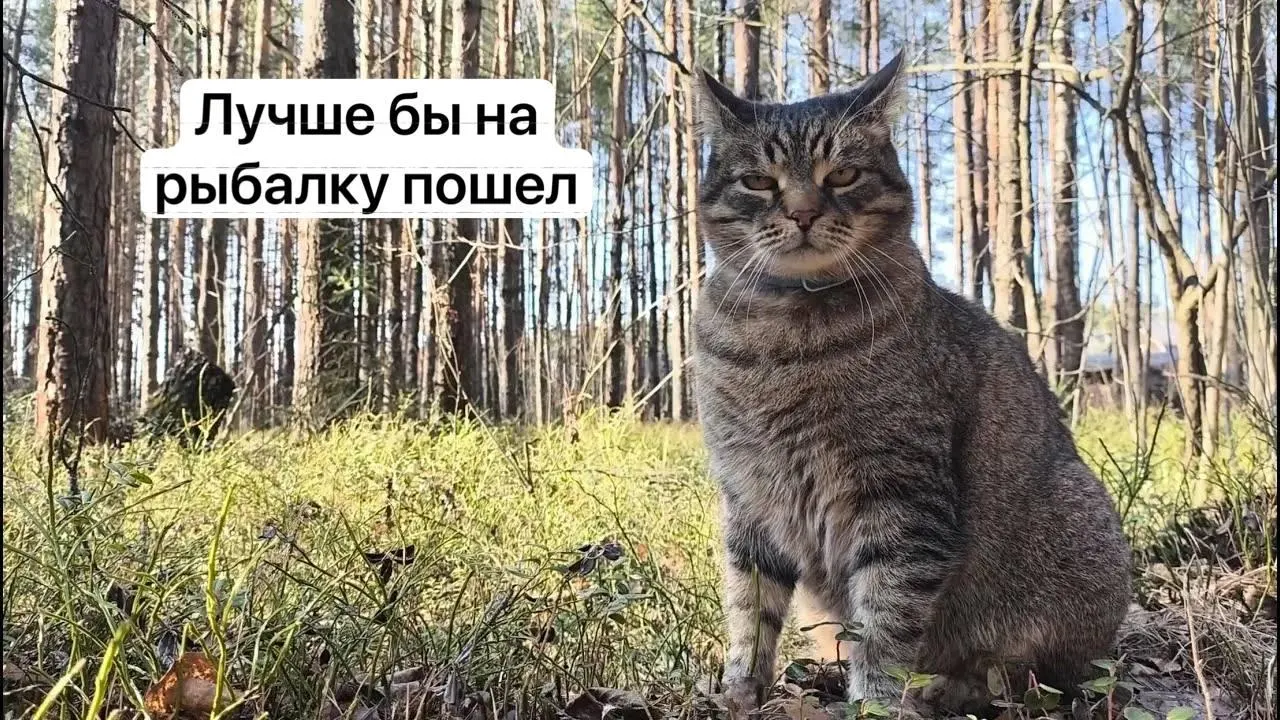 С 1 сентября 2027 года для сбора отдельных редких видов грибов потребуется электронное разрешение на портале «Госуслуги». Заявки будут рассматривать до 15 дней, а сбор без пропуска может повлечь уголовную ответственность.