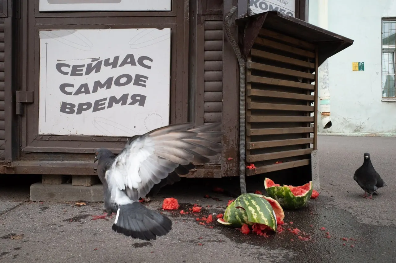 В Петербурге и Ленобласти заочно оштрафовали священника за участие в запрещенной организации; идёт подбор кандидатов и заседания по выборам; в День памяти прошли церковные богослужения; в регионе запущен водный патруль. В России и мире партийные расстановки, атаки на сайты и кадровые перестановки в Минобороны.