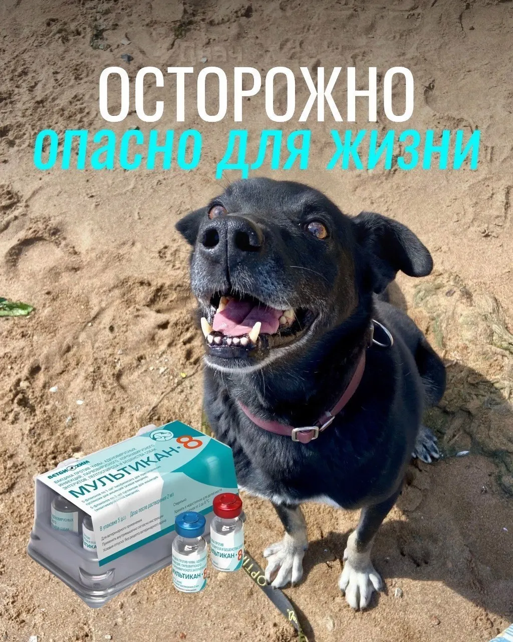 Владельцы жалуются на судороги, рвоту и другие тяжёлые симптомы у собак после вакцинации. Часть партий вакцины изъята для проверки, причинно‑следственная связь пока не доказана.
